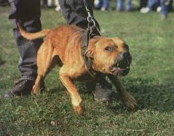 chien american