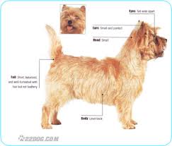 black cairn terrier