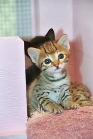 cats and kittens for sale