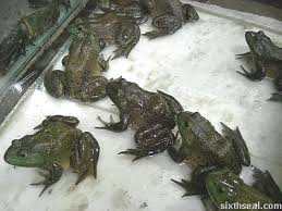 large frogs