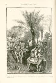 kinds trees pictures