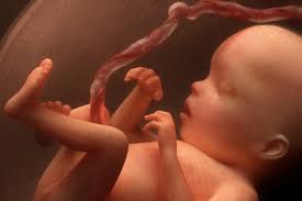 foetus 6 mois
