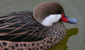dabbling duck