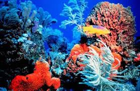 coral