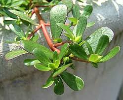 wild eatable plants