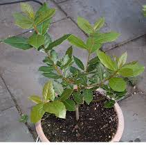 bay plant