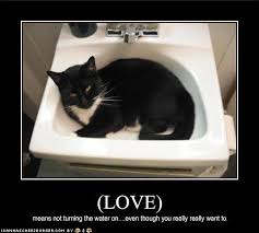 cat sink