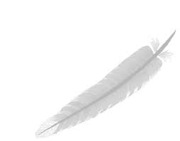 feather picture