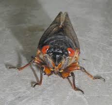 The red eyed Cicada emerges en
