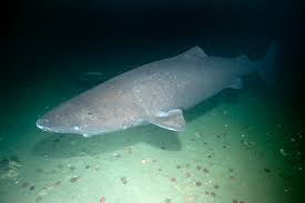 Greenland Shark 005