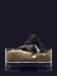 luxury dog