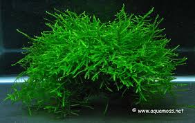 aquatic moss