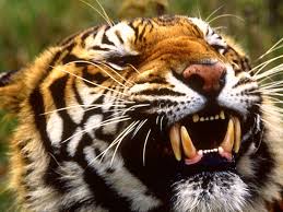 teeth tiger