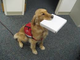 images of dogs