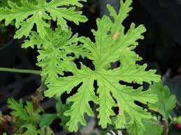 rose geranium plant