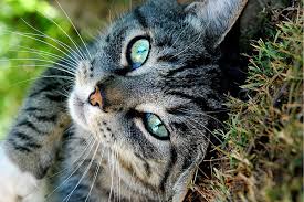 black tabbies