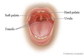 soft palate