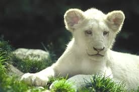الأسود البيضاء Lion-blanc-245599