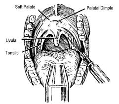 diagram of the mouth