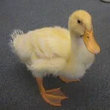 picture of a duck