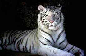 petit tigre blanc