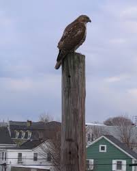 huge birds