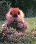 dancing gopher