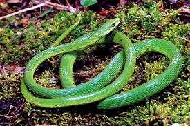 snake pictures