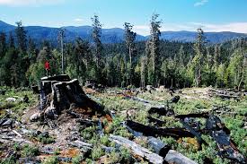 wilderness society