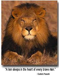 lions pics