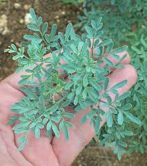 ruta graveolens plant