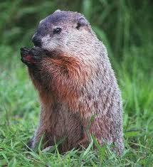 groundhog