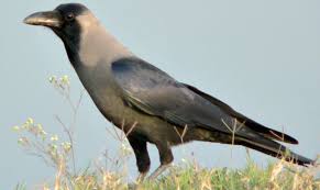 crows pictures