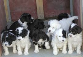 portuguese dog