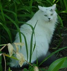 main coon cats