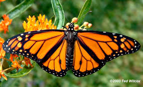 butterfly identification pictures