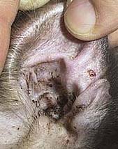 dog ear mites