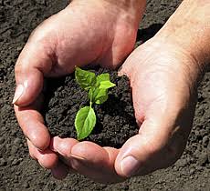 home-and-garden Home Gardening is Important