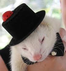 ferret hats