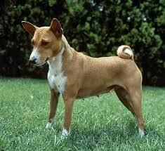 basenji dog