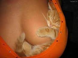 gatos bonitos