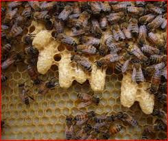 the queen bee
