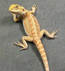 pet bearded dragons