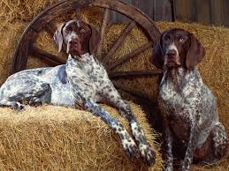 coonhound paralysis