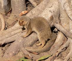 mongoose