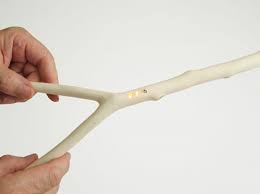 divining rod