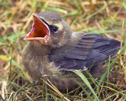 pictures wild baby birds