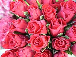 pic red roses