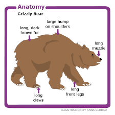 anatomy of a bear
