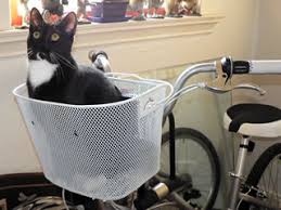 bell bike basket